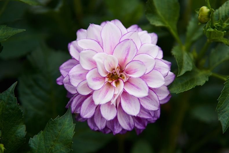 A white dahlia with delicate purple lining.