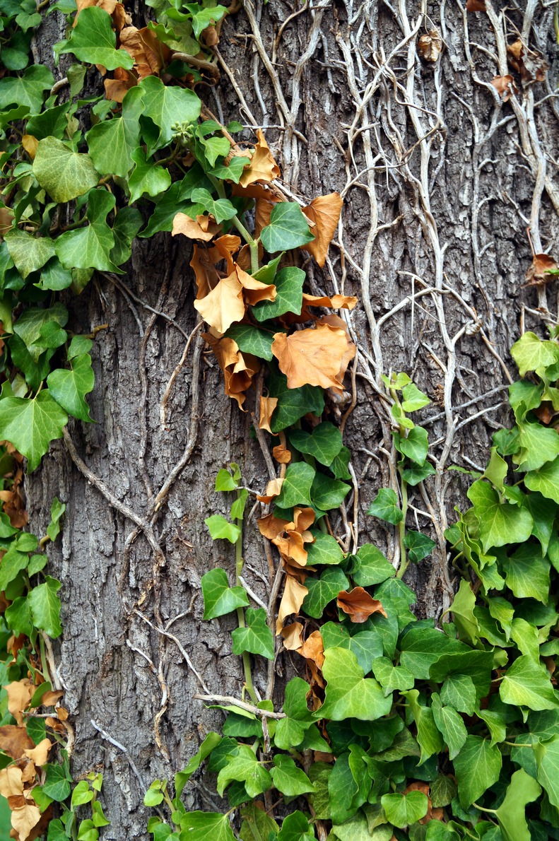 A tree bark partially covered in ivy.