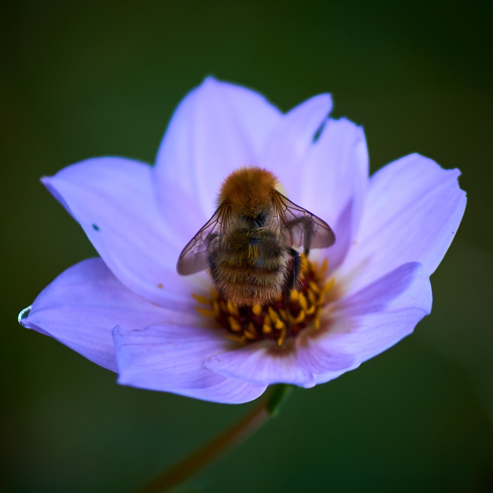 A bee sitting comfortably in a flower.