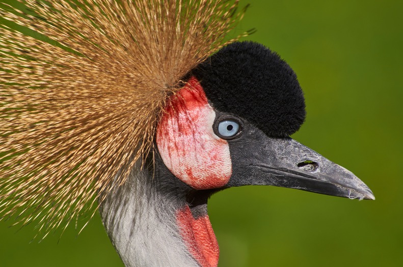 A black crowned crane looking to the right.