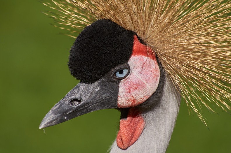 A black crowned crane looking to the left.