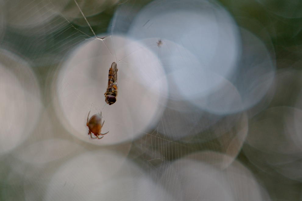 As the prey is entangled in the net, the spider glooms in the defocus of huge bokeh balls.