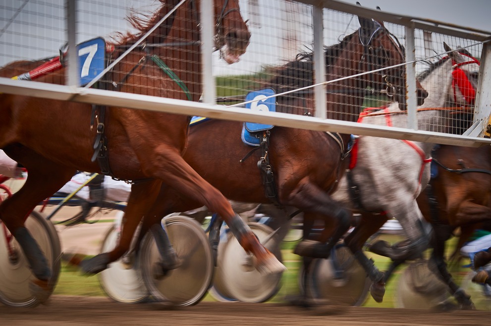 Horses at the flying start of a race.