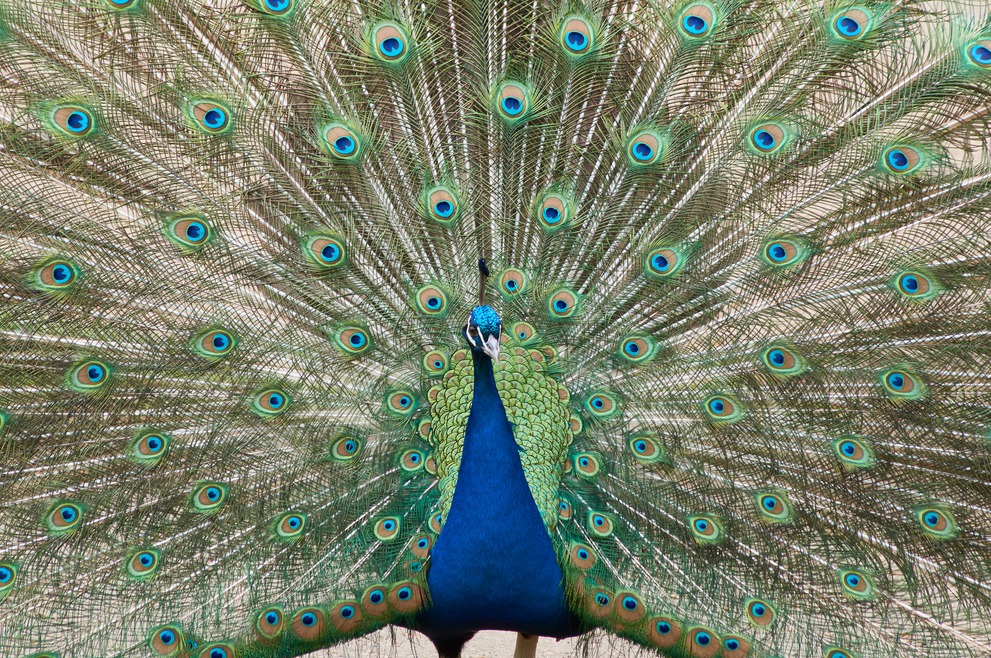 A male peacock fully opened up.