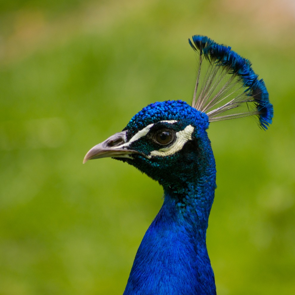 The head of blue peacock against green background.