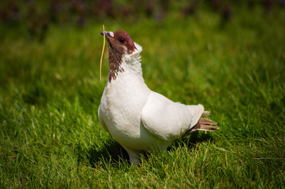 A dove with white body and red head.