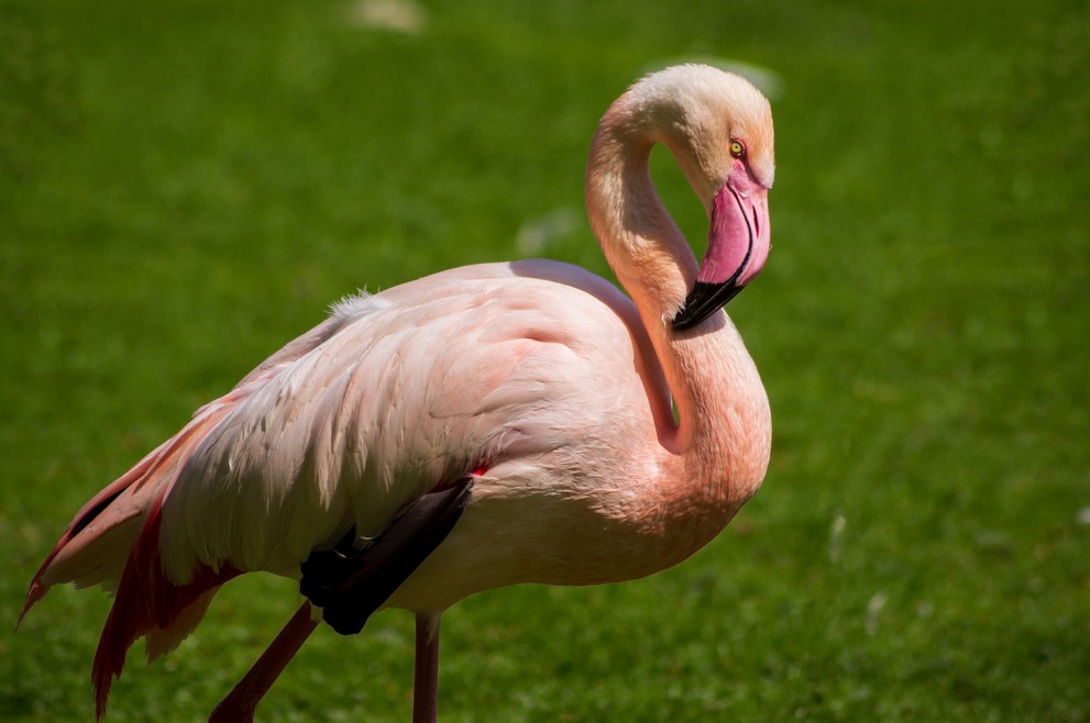 A flamingo eagly eyeing the camera.