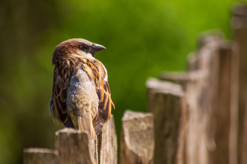 A sparrow on a fence.