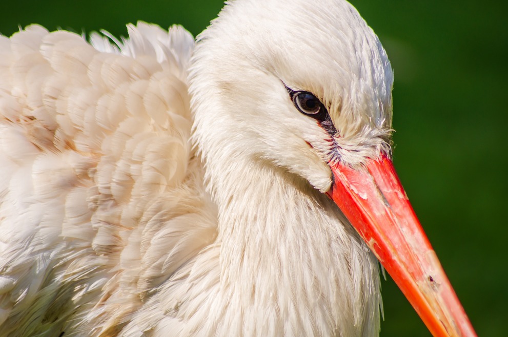 A closeup of a stork.