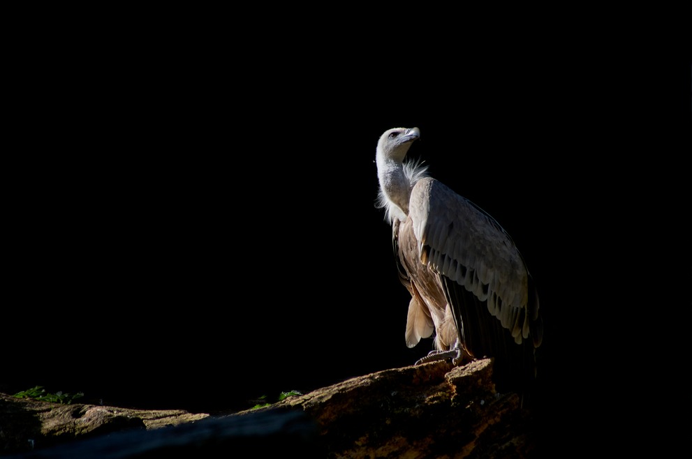 A vulture majestically dwelling in sunlight.