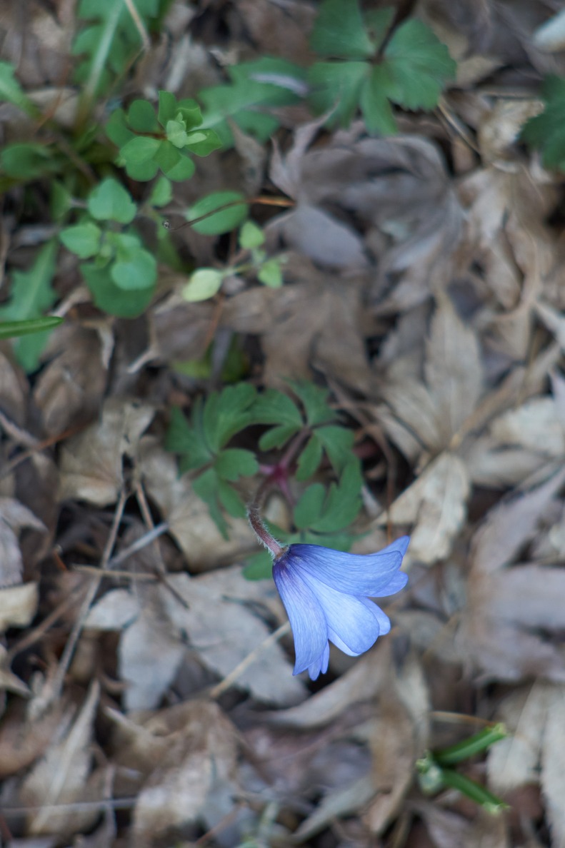 A single blue blossom in early spring over the rotten brown ground.