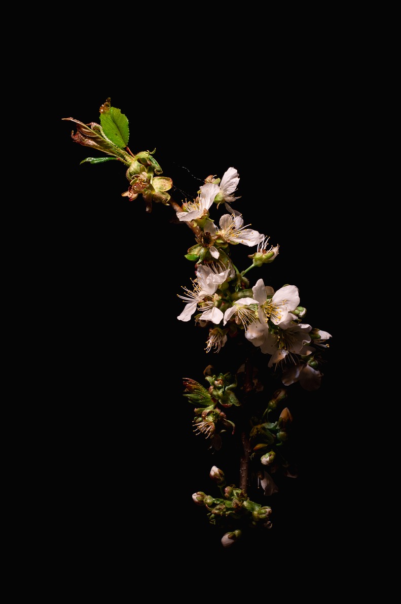 The branch of a cherry tree with blossoms on black background.