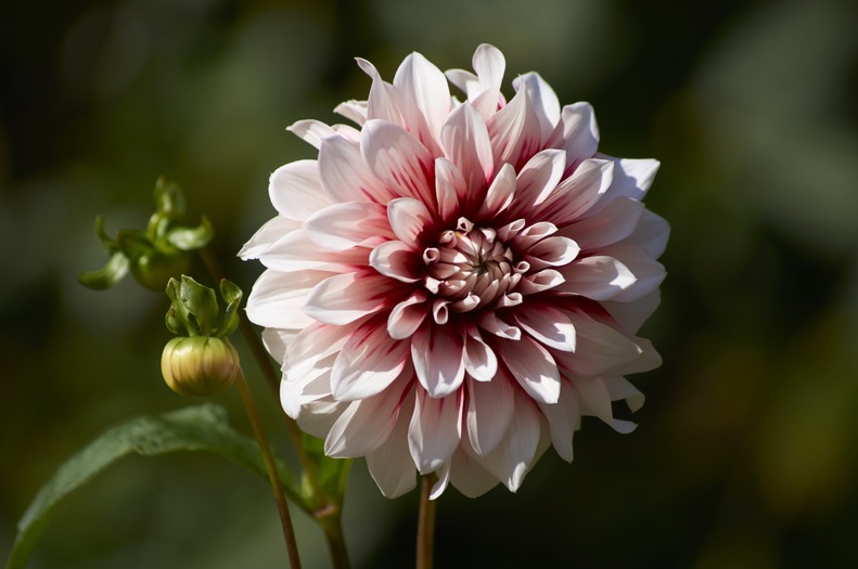 A dahlia of white and red color in harsh sunlight