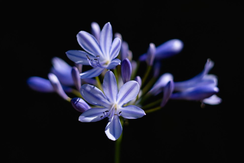 A blue flower hit by harsh contrast light on a black background.