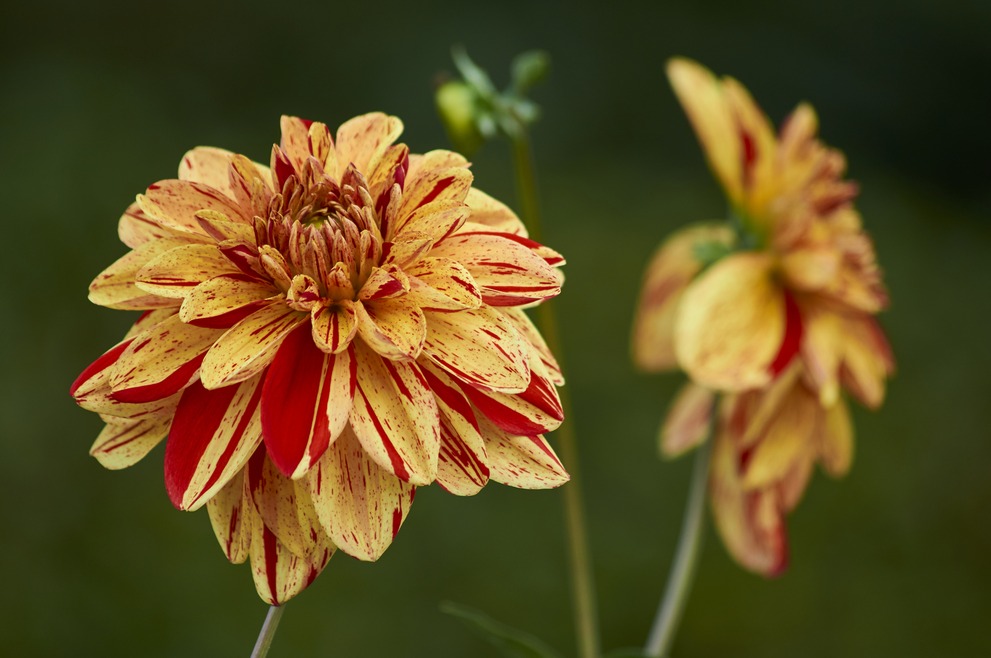 Two yellow and red Dahlias on green background, one of them in defocus.