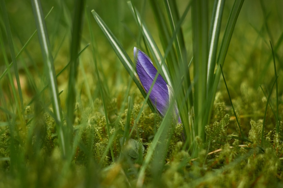 A small crocus flower hidden in the grass.